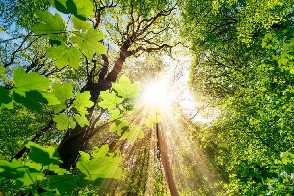 Sunlight through a green forest canopy